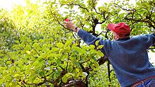 Süße Versuchung oder verdienter Lohn? Der Ruhestand hält nicht immer, was er verspricht. Das Lebensglück hängt weniger von der Arbeit ...