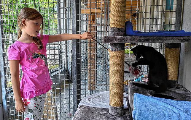 Sarah Stetter spielt mit Harry, einem kleinen Kater, den die Familie adoptieren möchte.
