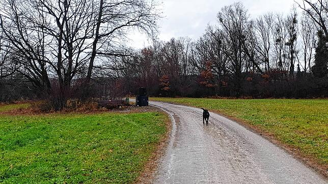 Auf dem Weg nach Reute: Links Blitzer, rechts Hund. Bild: NST