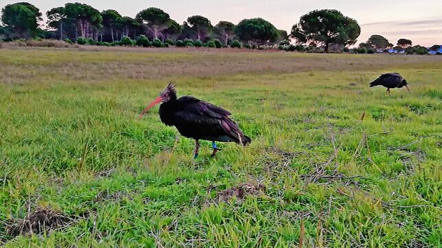 Die Toskana ist eine noch ungewohnte Umgebung für Professor, den ersten gebürtigen Überlinger Waldrapp seit mehr als 350 Jahren. In der ...