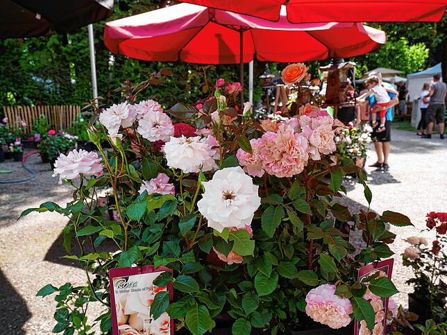 Impressionen von der Gartenlust-Ausstellung im Park von Schloss Schönau