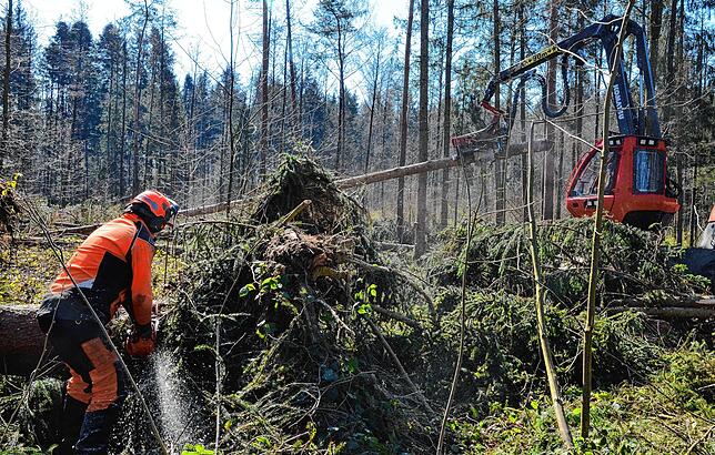 Bild 1: Wenn der Wald aufgeräumt wird: So laufen die Arbeiten im Gehau im Süden Markdorfs ab