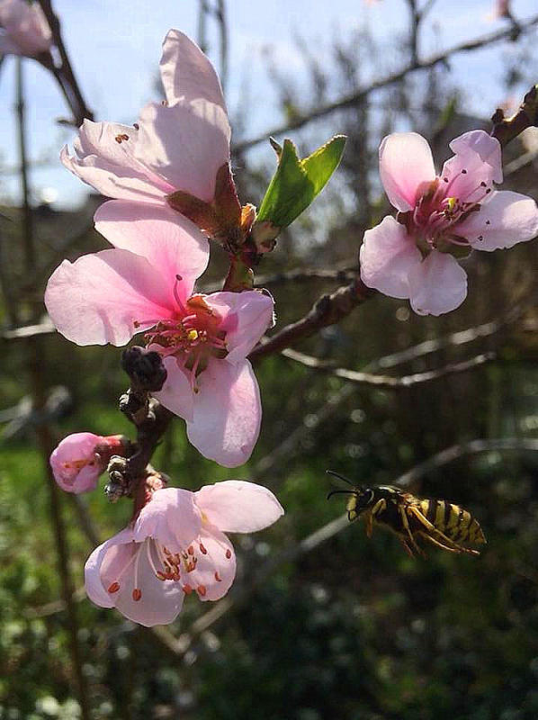Eine Wespe fliegt auf eine Pfirsichblüte zu. Bild: Gambin