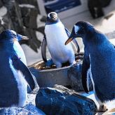 Auch Pinguine leben im Sea Life Konstanz.