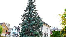 Damit die Tanne der Familie Frütsche in Wangen erstrahlen kann, verlegten neun Helfer mit einem Kran 1500 Meter Kabel mit 6300 ...