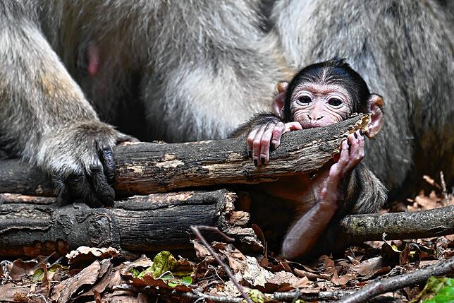 So klein und schon so neugierig: Ein wenige Tage altes Berberaffenbaby spielt im Affenberg bei Salem.