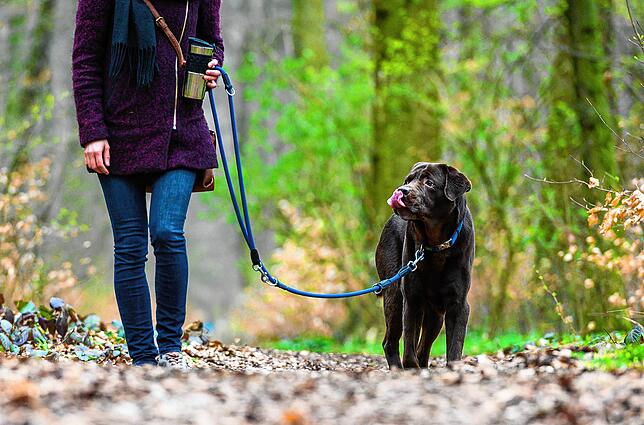 Im Jahr 2020 sind etwa 20 Prozent mehr Hunde verkauft worden als in den vorangegangenen Jahren.