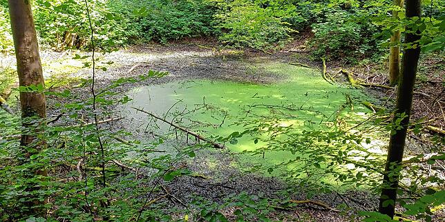 Der Teich, der ein Bombenkrater sein könnte, es aber nicht ist.