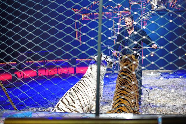 Bild 27: Circus Krone in Konstanz: Eindrücke vom glanzvollen Premierenabend der Manege – die besten Bilder!