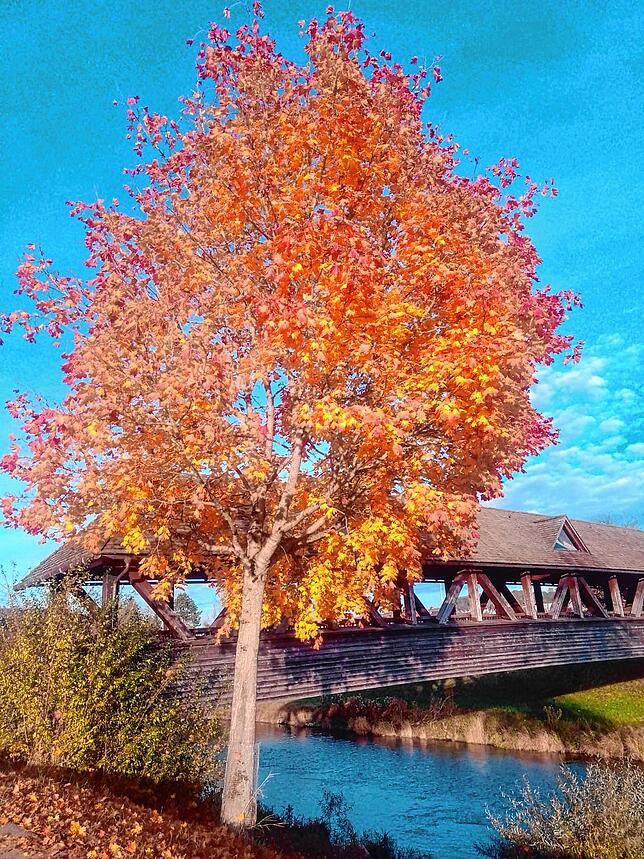 Ein bunter Baum vor der alten Wutachbrücke bei Wutöschingen.