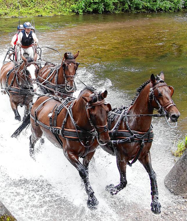 Sie werden sicherlich schmerzlich vermisst: die Kutschfahrwettbewerbe, wie hier durch die Brigach noch 2019, sind aber aufgrund des ...