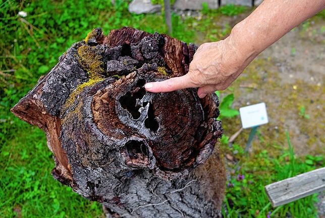 Baumstümpfe und Totholz bieten wichtige Nischen für Insekten, zu sehen im Insektengarten in Überlingen.