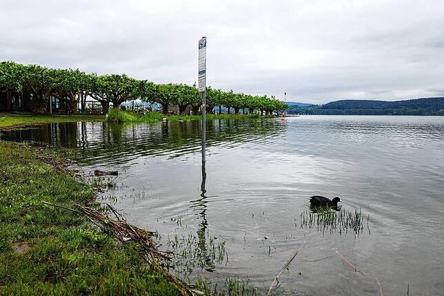Land unter: Das Wasser hat an der Radolfzeller Mole schon die Wiese erreicht.
