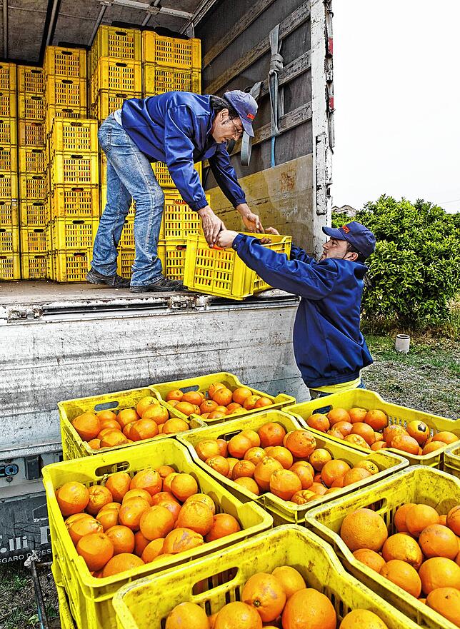 Frisch geerntete reife Orangen werden, wie hier im sizilianischen Syrakus, für den Transport nach Deutschland in einen LKW verladen.