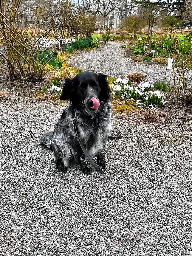 Hündin Tina.