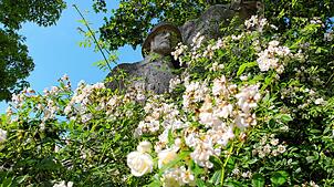 Steinsoldaten im Rosenmeer. Die weißen Rosen, die nach der NS-Widerstandskämpferin Sophie Scholl benannt wurden, verdecken nun große ...