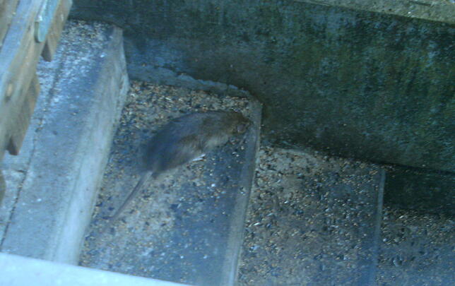 Die Ratte zeigt sich auch tagsüber ganz ungeniert vor dem Küchenfenster der Familie.