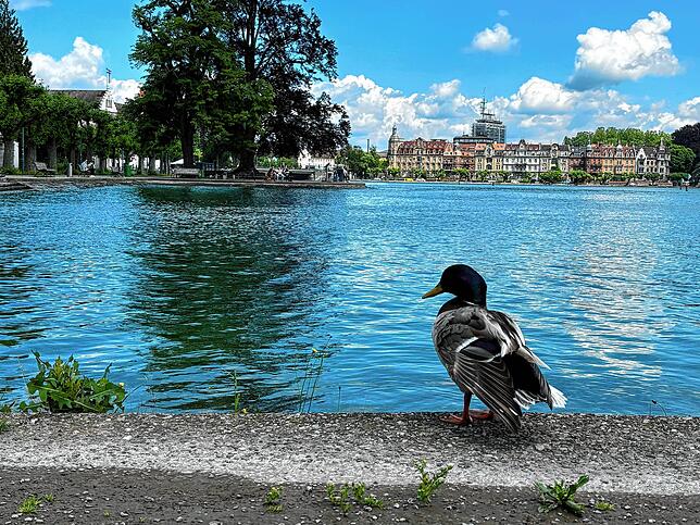 Diese Ente kann mit Blick auf die Seestraße sozusagen direkt vom Rand ins Becken springen.