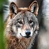 Ein Wolf, aufgenommen in einem Gehege des Biotopwildpark Anholter Schweiz (Symbolbild). In Ungarn ist ein Wolf aus der Schweiz nach ...