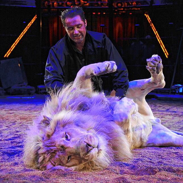 (Archivbild) Martin Lacey Jr. mit dem weißen Löwen Baluga in der Manege: 2011 wurde die Raubkatze im Zirkus geboren.