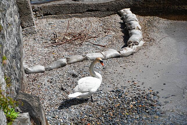 Immer wieder kommt der Schwan, beäugt misstrauisch die Barriere aus Sandsäcken und fliegt dann wieder davon, ohne sich auf den Eiern ...