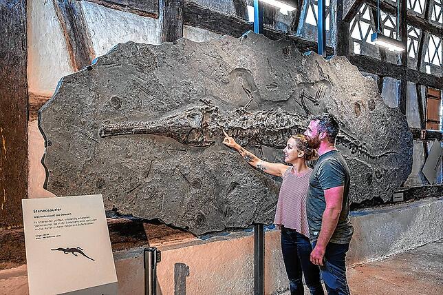 Im Urweltmuseum Bodman gibt es die Fossilien von urzeitlichen Lebewesen zu entdecken.