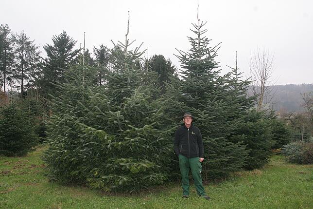 Vom großen Weihnachtsbaum . . .