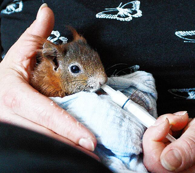 Junge Eichhörnchen werden mit einer speziellen Wildtieraufzuchtmilch aufgepäppelt.