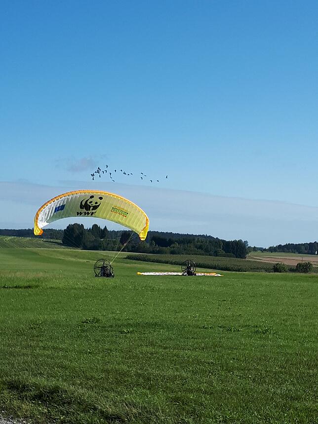 Die Schirme der Ultraleichtflugzeuge werden aufgespannt. Währenddessen kreisen die Waldrappe bereits über dem Startplatz.