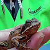 Ein BUND-Mitglied hält einen Grasfrosch in der Hand. Die Tiere leiden unter zunehmender Dürre, es fehlt ihnen an Lebensraum und ...
