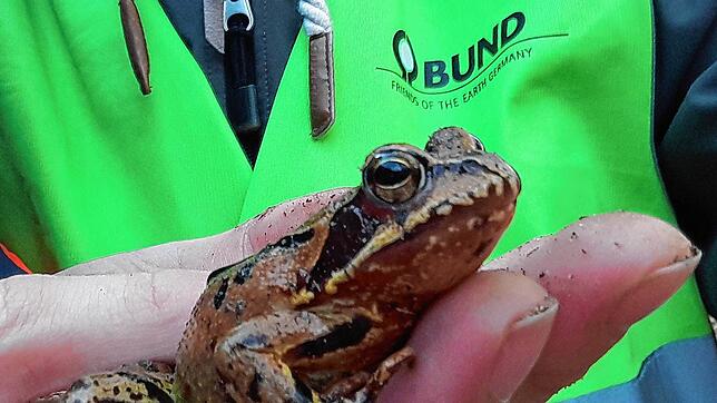 Ein BUND-Mitglied hält einen Grasfrosch in der Hand. Die Tiere leiden unter zunehmender Dürre, es fehlt ihnen an Lebensraum und ...