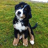 Der Berner Sennenhund und Carola Paul waren unzertrennlich, seitdem Moritz als Welpe zu ihr kam.