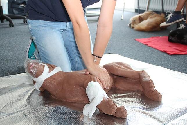 Bitte nicht am eigenen Hund üben! Die Herzdruck-Massage kann im Notfall das Leben des geliebten Vierbeiners retten.