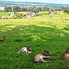 Ein Tiergehege am Wegesrand mit Blick auf Konstanz im Hintergrund.