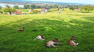 Ein Tiergehege am Wegesrand mit Blick auf Konstanz im Hintergrund.