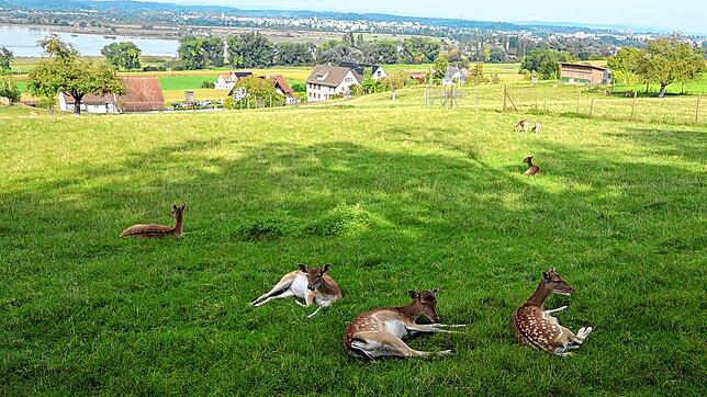 Ein Tiergehege am Wegesrand mit Blick auf Konstanz im Hintergrund.