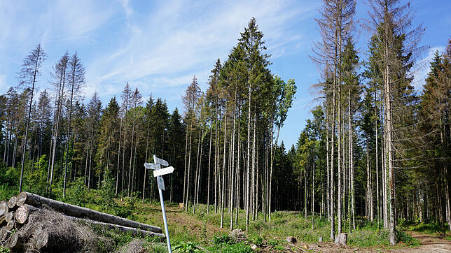 Der Wald als Klimaopfer, so gesehen bei Ühlingen-Birkendorf, wo sich die derzeitigen Probleme konzentrieren. Der Schutz des Waldes ist ...