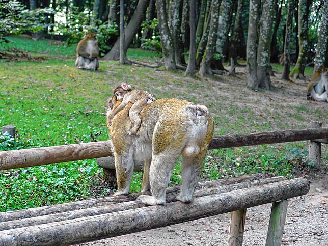 Definitiv nicht die Mama: Auch Männchen schmücken sich gern mit Babys, um gefahrlos Kontaktpflege mit anderen Männchen zu betreiben und ...