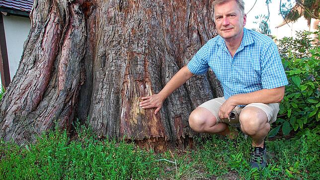 Eichsels Ortsvorsteher Stefan Eckert zeigt auf die kaputte Stelle ganz unten am Mammutbaum. Foto: Petra Wunderle