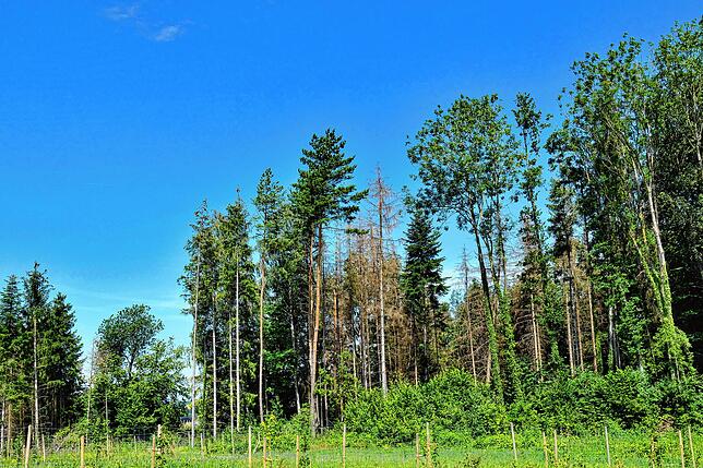 Der Wald hat stark mit dem Klimawandel zu kämpfen: Viele Fichten sind vom Borkenkäfer geschädigt und leiden unter der Trockenheit.