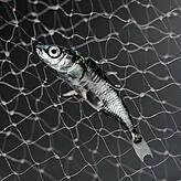 Ein Stichling liegt in der Fischereiforschungsstelle am Bodensee in einem Netz.