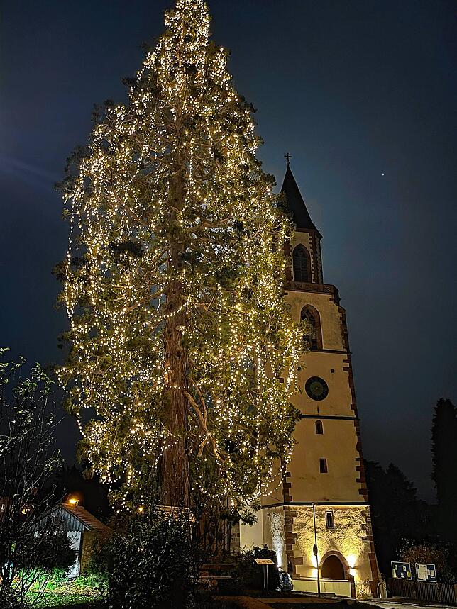 Toll beleuchtet: Der Mammutbaum in Eichsel.