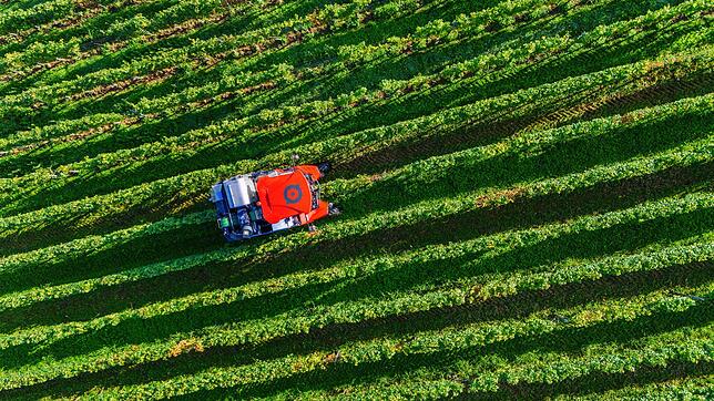Winzer hoffen in Baden auf eine bessere Ernte als 2024. (Archivbild)