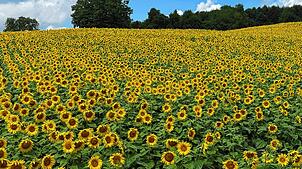 Ein Sonnenblumenfeld bei Schwörstadt. Diesen Sommer schien die Sonne am Hochrhein 56 Stunden länger als im langjährigen Mittel.