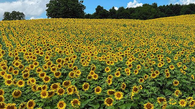 Ein Sonnenblumenfeld bei Schwörstadt. Diesen Sommer schien die Sonne am Hochrhein 56 Stunden länger als im langjährigen Mittel.