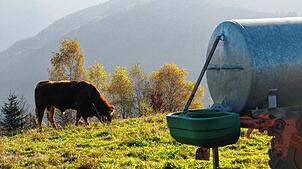 Die Sicherung der Versorgung des Wiedener Weideviehs mit Wasser war Thema im Gemeinderat.