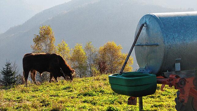 Die Sicherung der Versorgung des Wiedener Weideviehs mit Wasser war Thema im Gemeinderat.