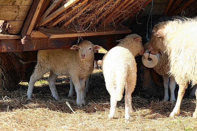 Die Schafe sind Teil der kleinen Landwirtschaft, die Geraldine Ortlieb-Schüle und Patrick Ortlieb betreiben.