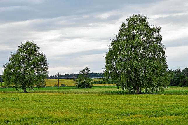 Bäume und Gräben auf dem Gelände bleiben erhalten.