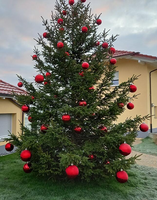 Bild 4: Diese Weihnachtsbäume toppen alles